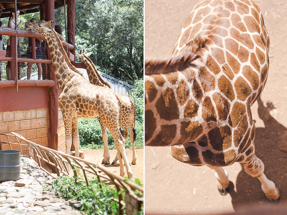 afrika-kenia-tansania-sansibar-safari-008