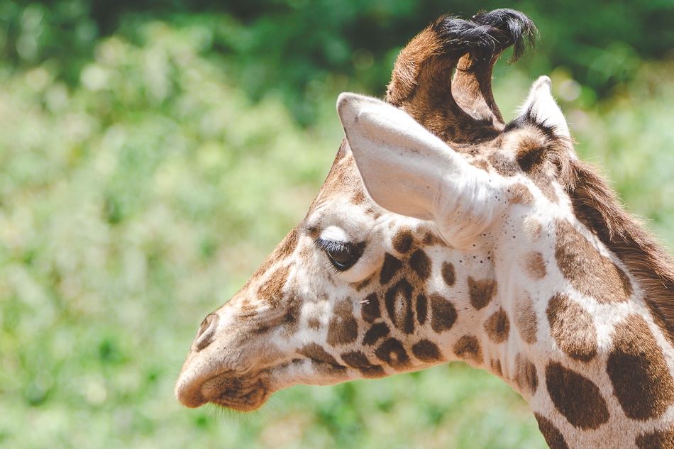 afrika-kenia-tansania-sansibar-safari-013