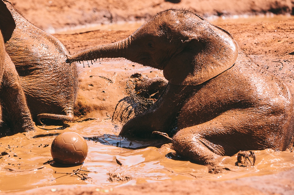 afrika-kenia-tansania-sansibar-safari-022