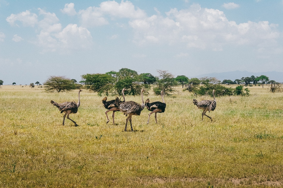 afrika-kenia-tansania-sansibar-safari-058