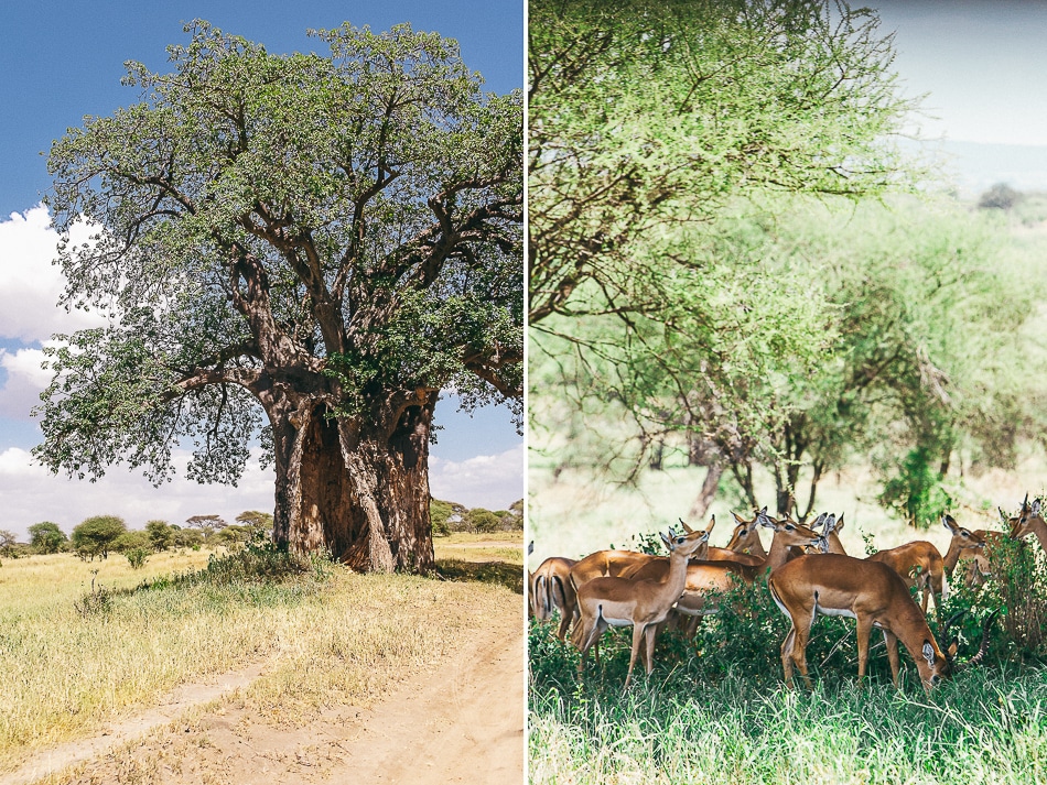 afrika-kenia-tansania-sansibar-safari-059