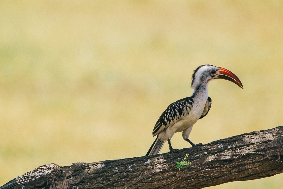 afrika-kenia-tansania-sansibar-safari-060