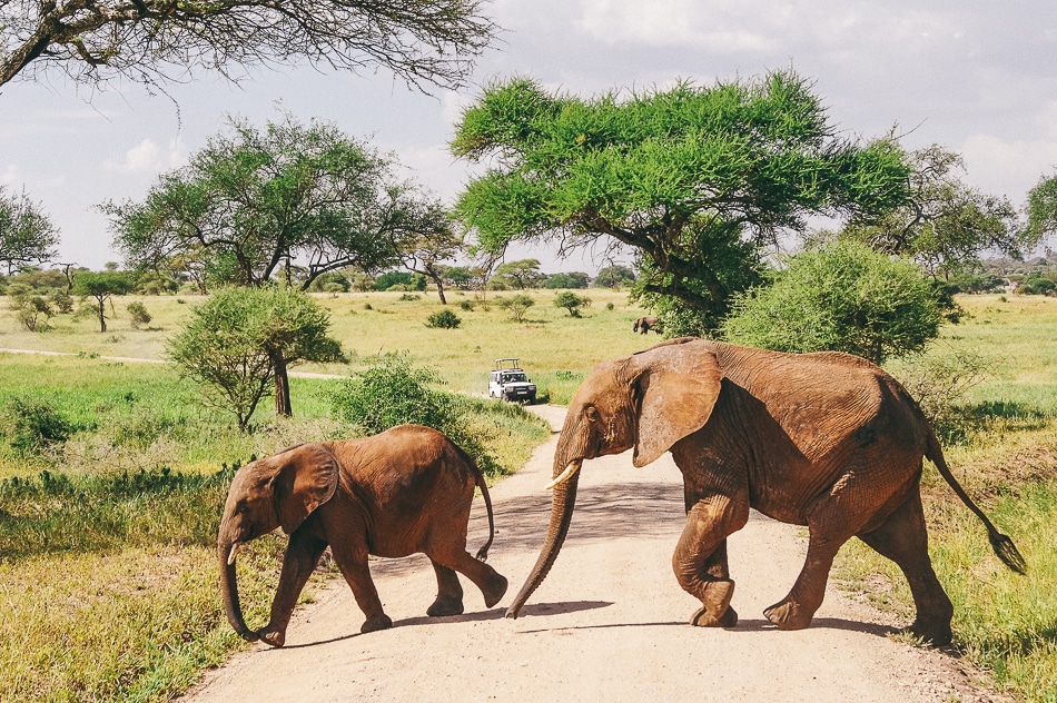 afrika-kenia-tansania-sansibar-safari-065