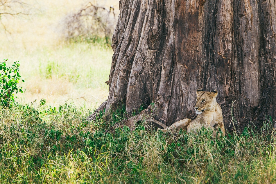 afrika-kenia-tansania-sansibar-safari-066