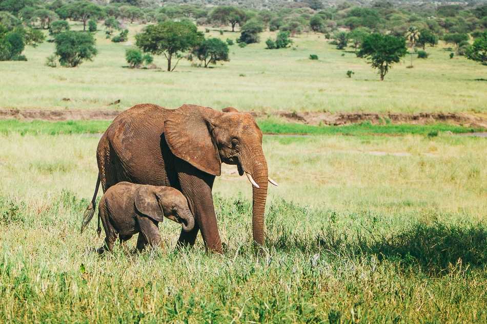 afrika-kenia-tansania-sansibar-safari-067