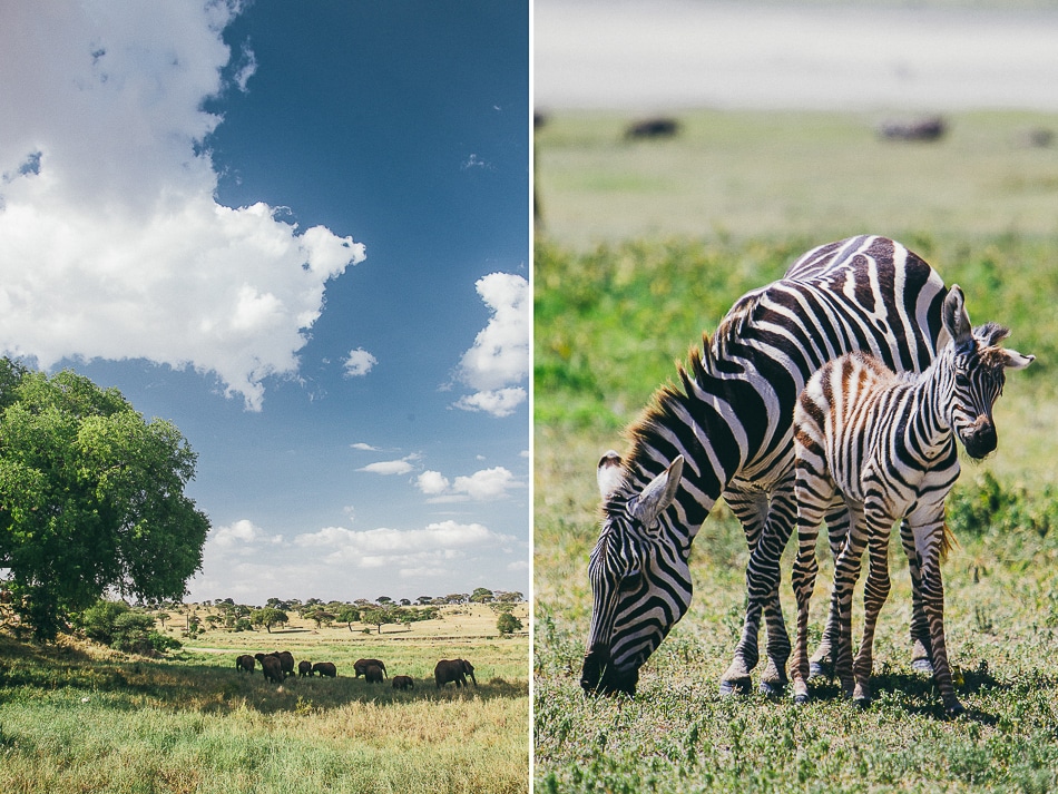 afrika-kenia-tansania-sansibar-safari-068