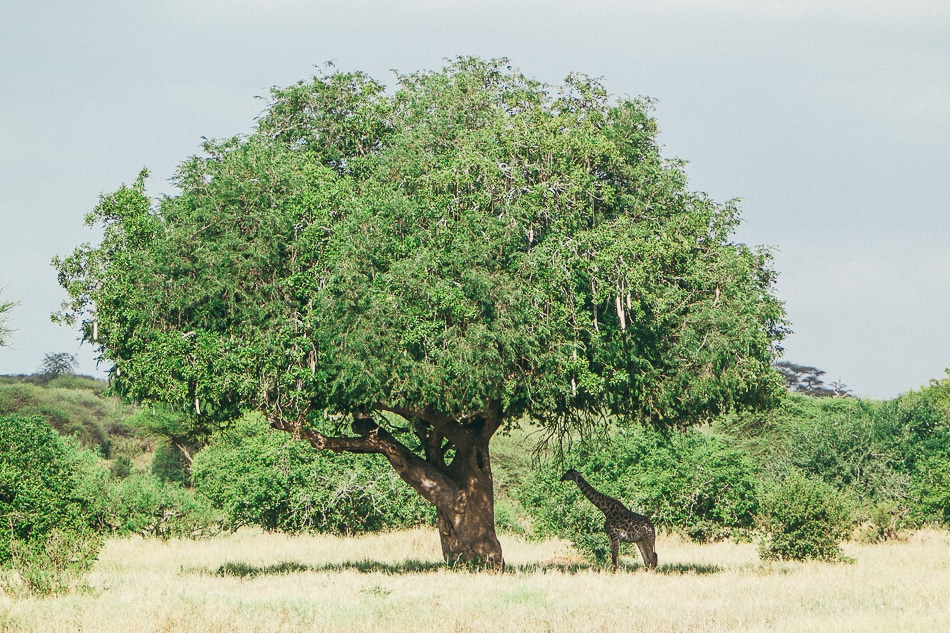 afrika-kenia-tansania-sansibar-safari-069