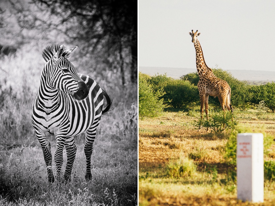 afrika-kenia-tansania-sansibar-safari-070