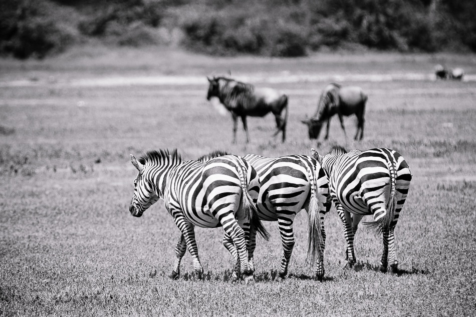 afrika-kenia-tansania-sansibar-safari-080