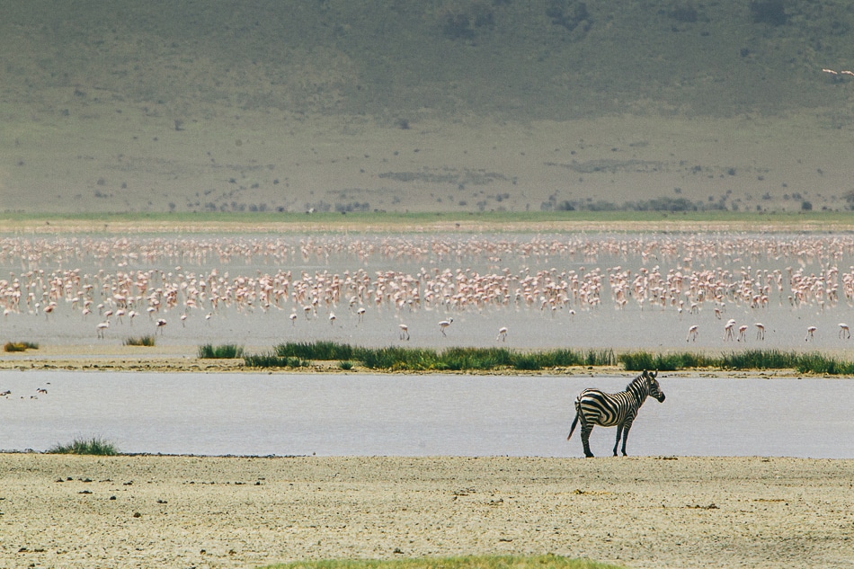 afrika-kenia-tansania-sansibar-safari-081