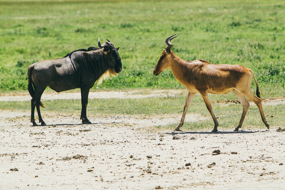 afrika-kenia-tansania-sansibar-safari-083