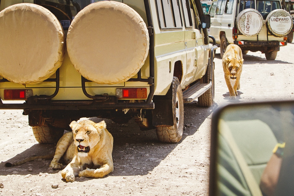 afrika-kenia-tansania-sansibar-safari-085