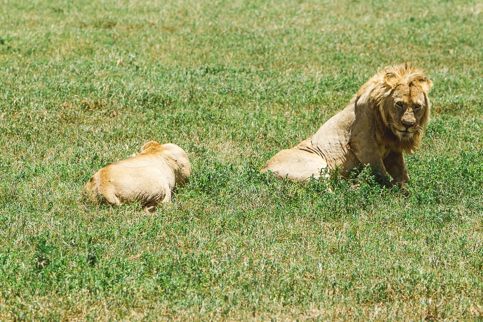 afrika-kenia-tansania-sansibar-safari-088