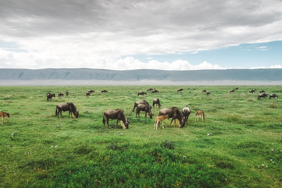 afrika-kenia-tansania-sansibar-safari-091