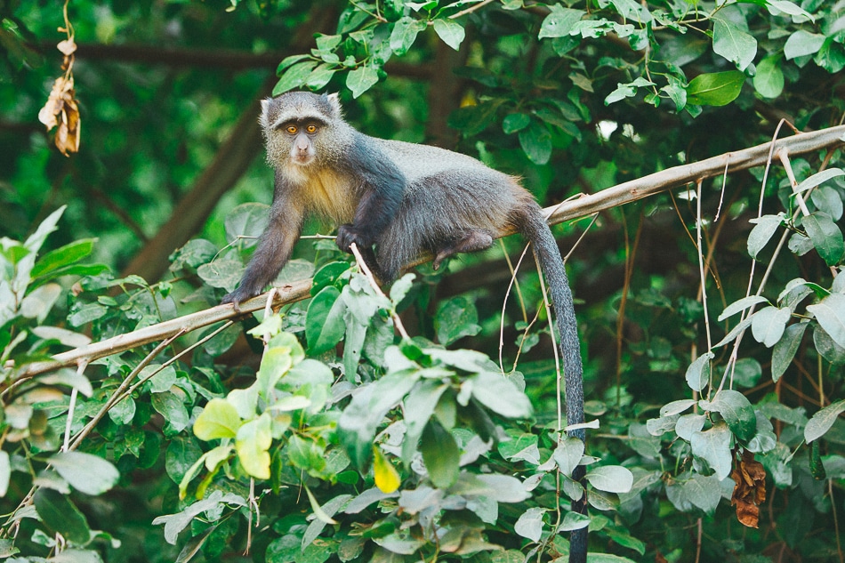 afrika-kenia-tansania-sansibar-safari-095