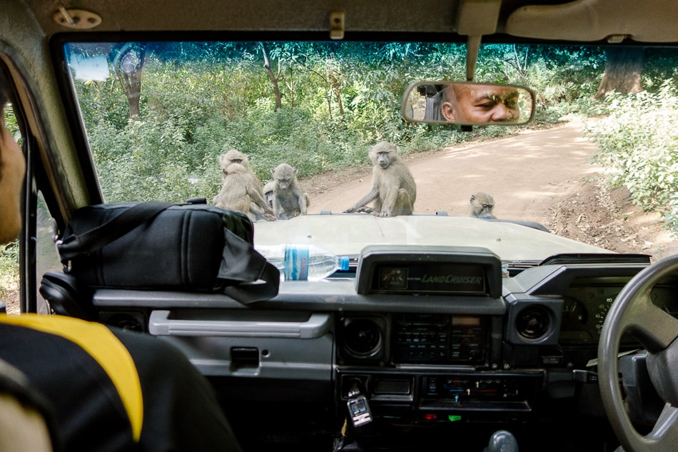 afrika-kenia-tansania-sansibar-safari-098