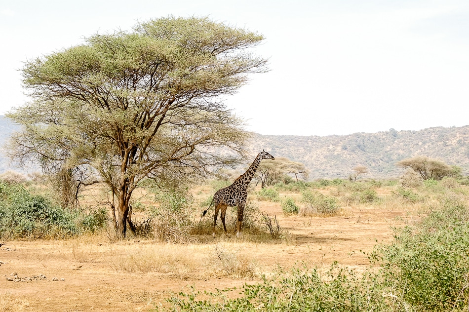 afrika-kenia-tansania-sansibar-safari-099