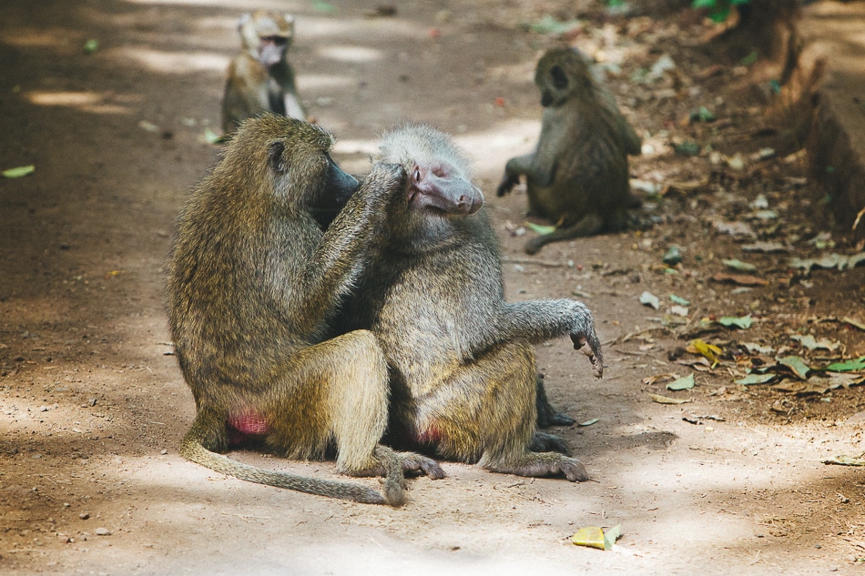 afrika-kenia-tansania-sansibar-safari-101